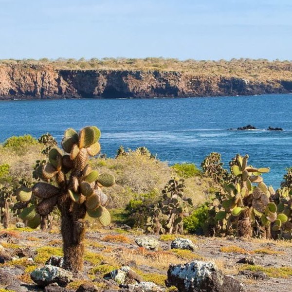 Land iguanas and cactus forest on Santa Fe Island, Galapagos