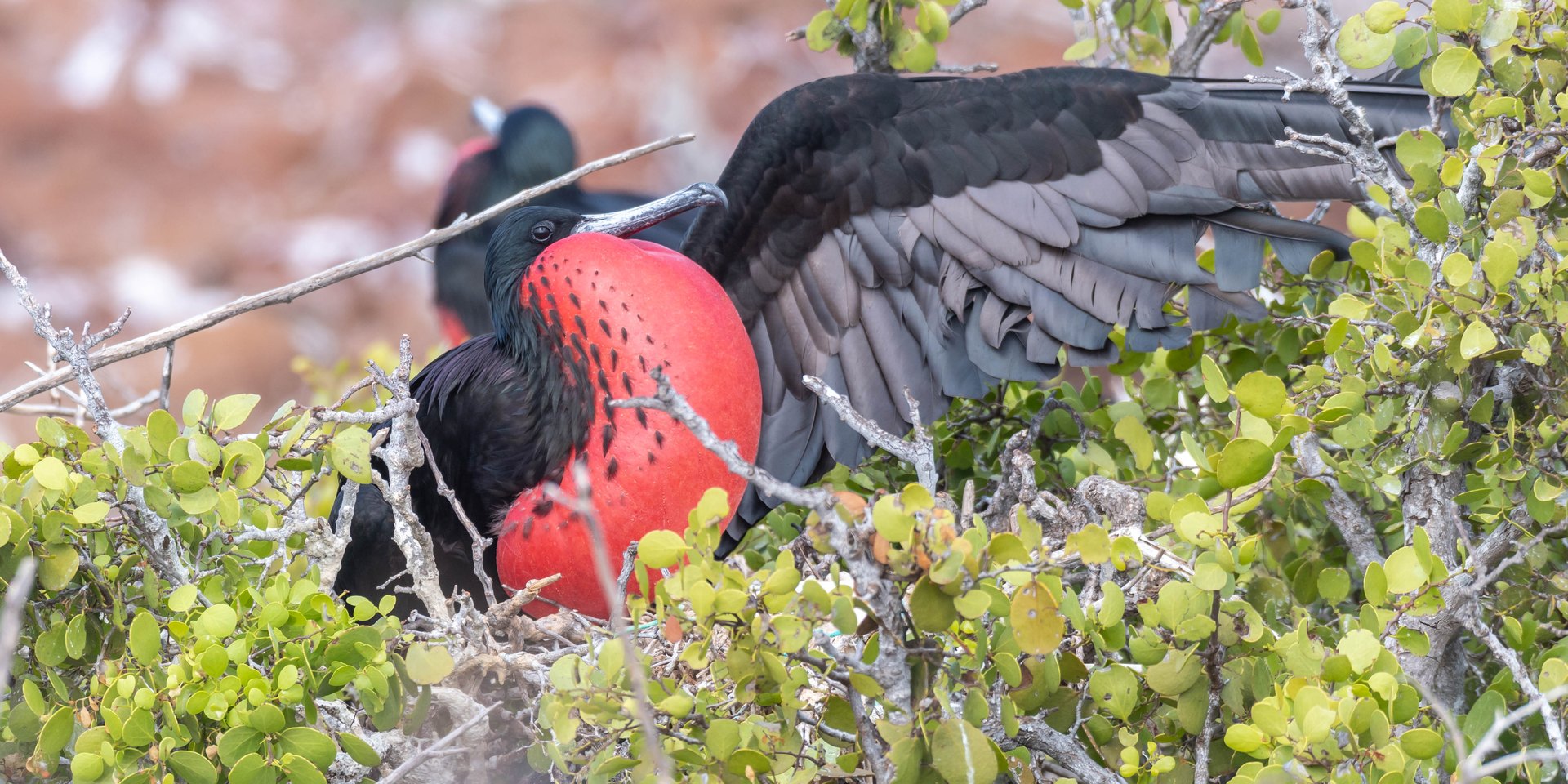 North Seymour Island, Galápagos