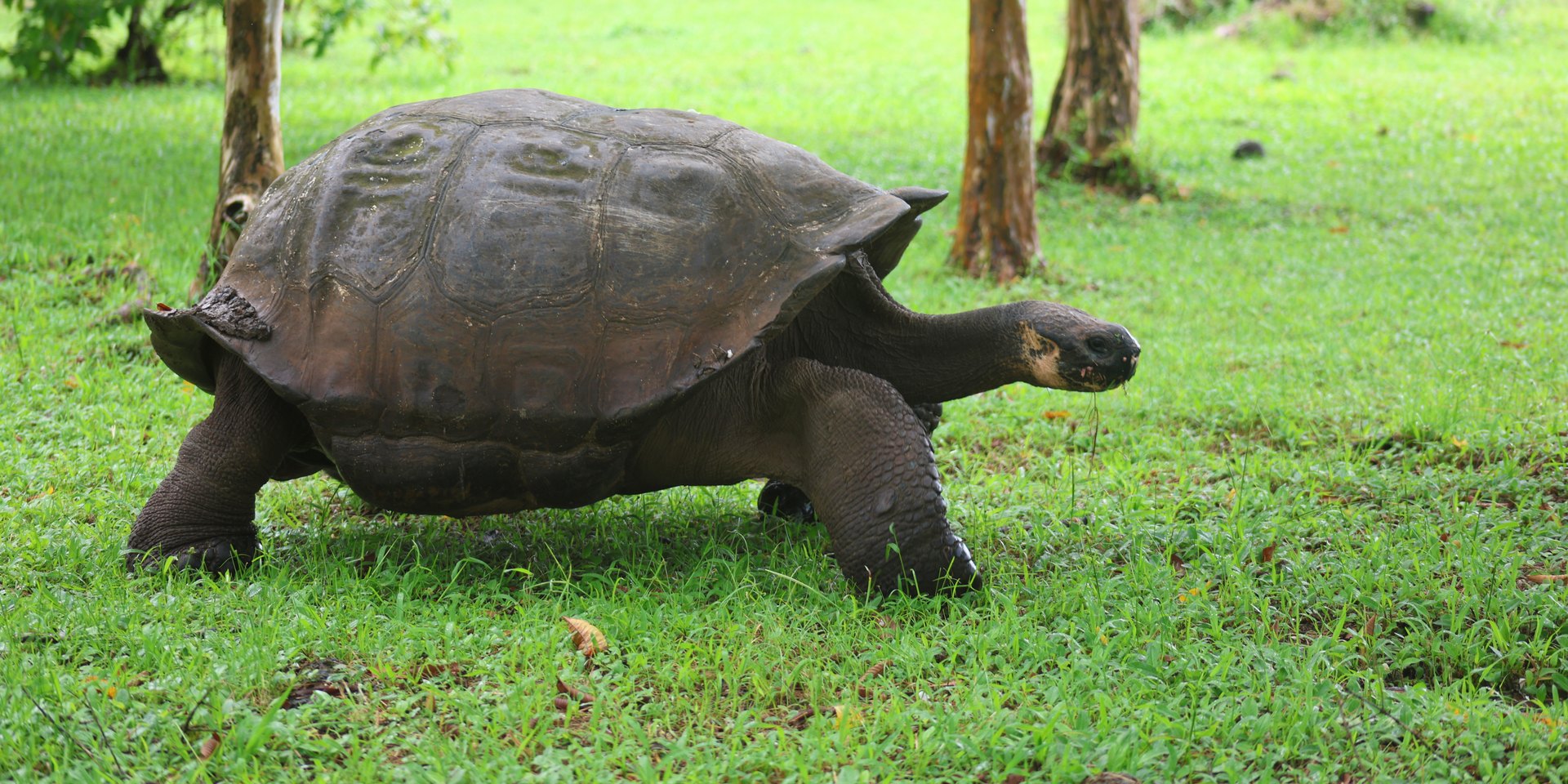 Santa Cruz Island, Galápagos